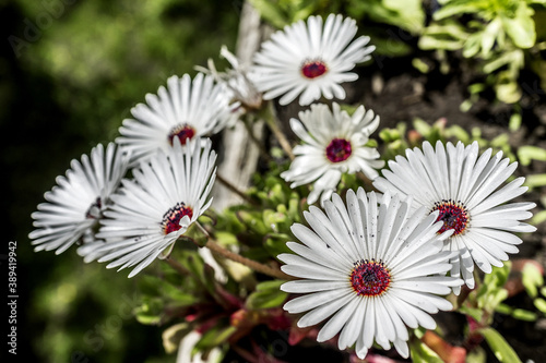 Osteospermum - genus of flowering plants belonging to Calenduleae, one of the smaller tribes of the sunflower /daisy family Asteraceae. photo