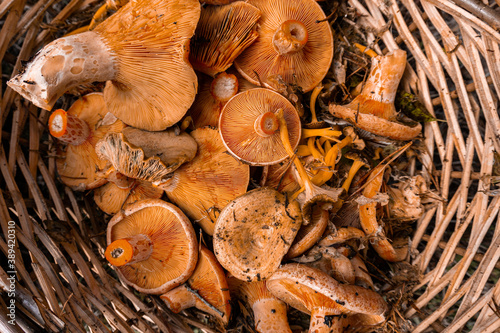 Autumn background. Inside view of a wicker basket full of fresh and wild mushrooms. Autumn scene. Top view.