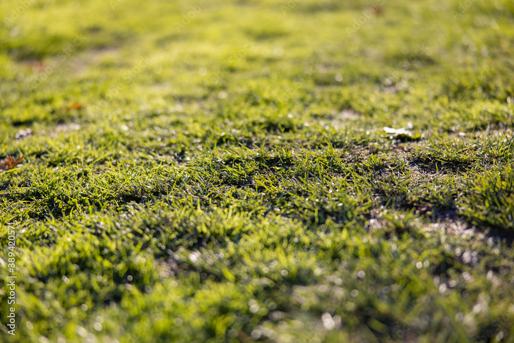 Close up shot of green grass and moss texture during fall season. Close up shot of green grass and moss texture during fall season.
