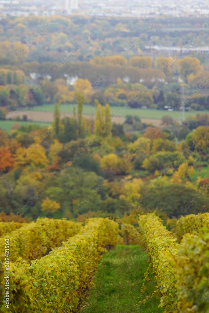 In Wiesbaden Frauenstein Blick auf den Rheingau und Weinreben mit Rebstock im Herbst 