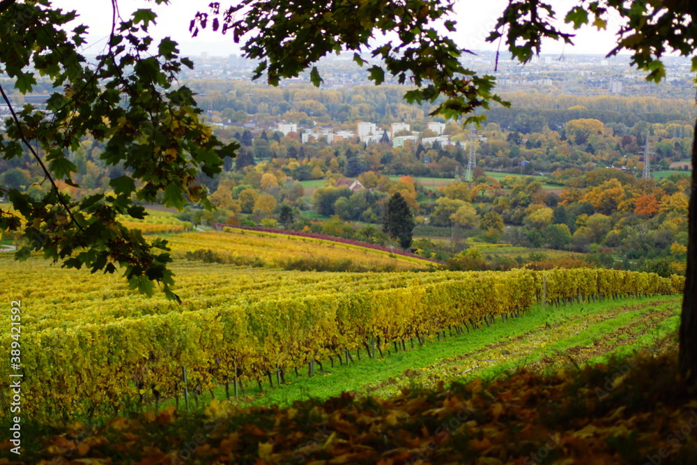Weinreben mit Rebstock im Herbst in Wiesbaden Frauenstein mit Blick auf den Rheingau