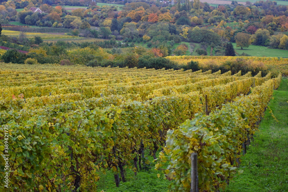 Ganz viele Weinreben im Herbst in Wiesbaden der Landeshauptstadt von Hessen in deutschland