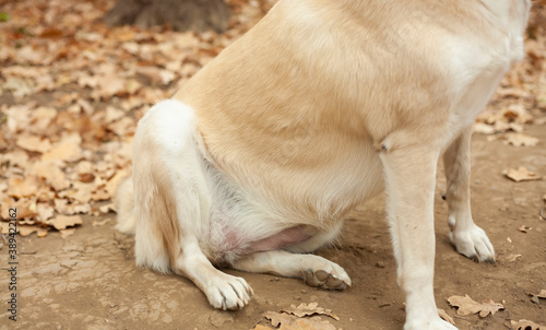 Dog for a walk. Walk with the dog in the forest. The dog is lost. The animal has problems with the spine. The dog sits incorrectly.