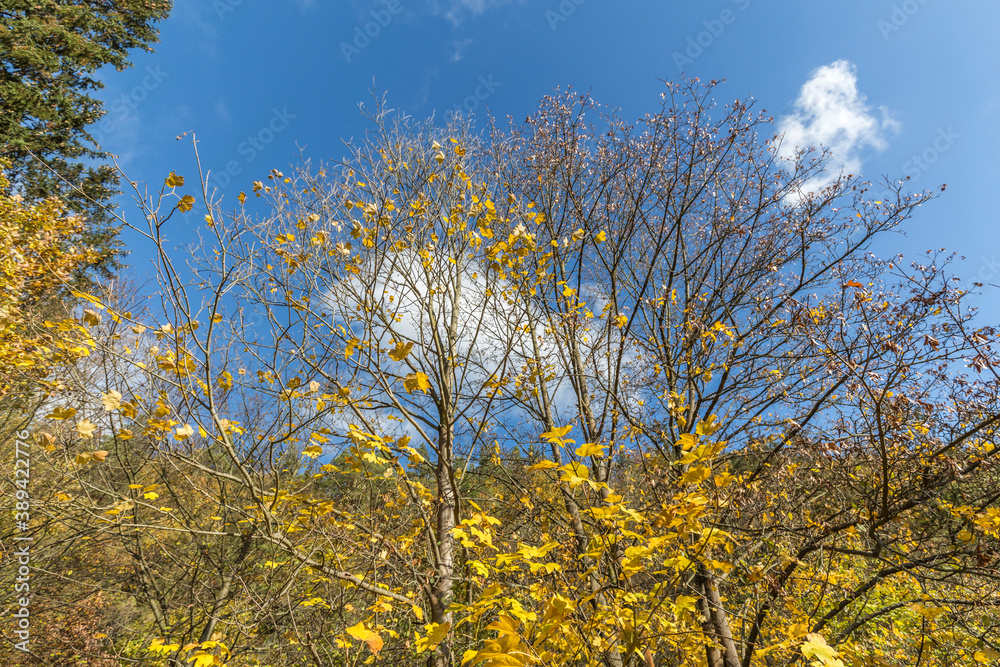 view through colorful foliage into the sky