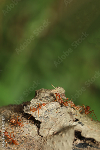 Close up red ant on tree in nature background at thailand