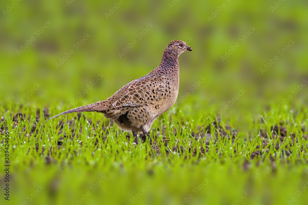 a adult pheasant on green meadow a adult pheasant on green meadow