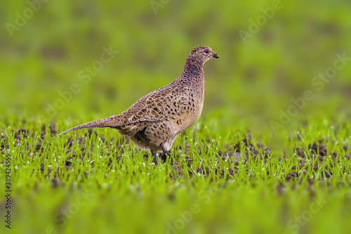 a adult pheasant on green meadow © Mario Plechaty