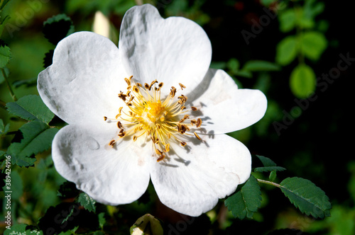 Photography Burnet rose flower