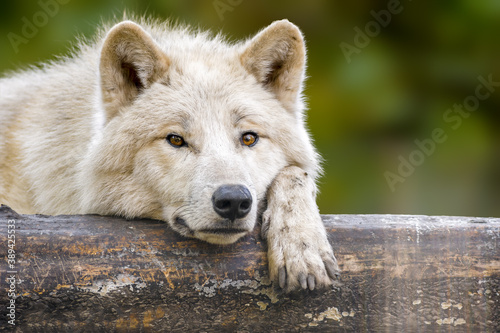 a white wolf relaxes in the colorful autumn forest