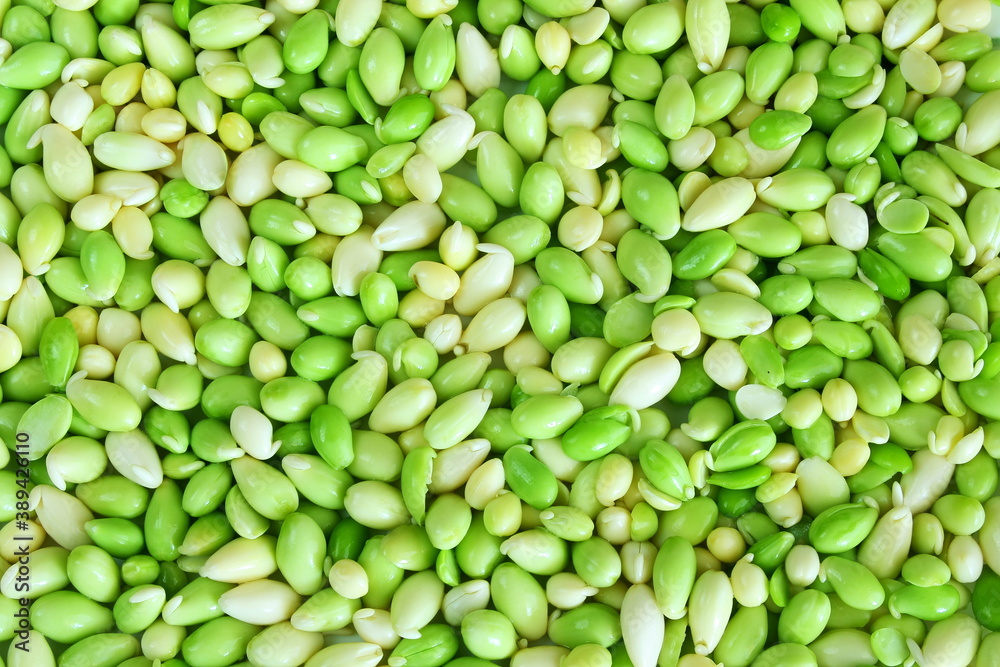 peeled and sprouted hyacinth beans or valor beans indian vegetable,known in india as chhib daal,for food vegetable background peeled and sprouted hyacinth beans or valor beans indian vegetable,known in india as chhib daal,for food vegetable background