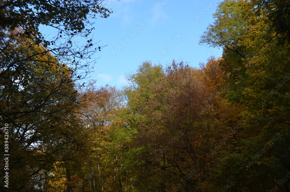 trees in autumn