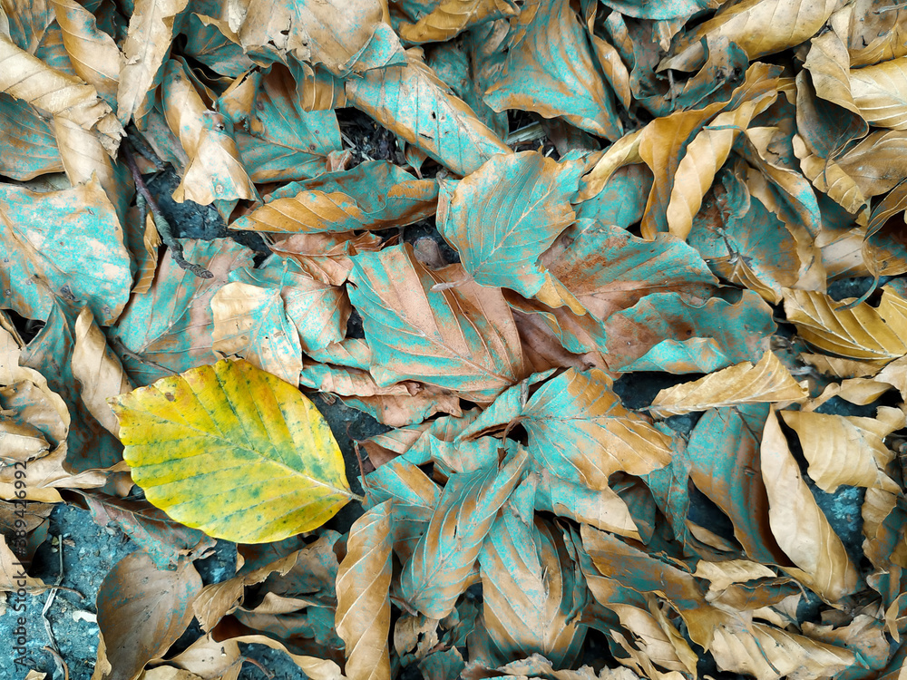 New yellow leaf fallen on a pile of dry blue leaves. Autumn forest background.