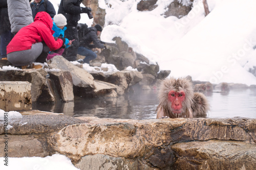 Japanese macaques bathing in hot springs and tourists in Jigokudani Monkey Park　地獄谷野猿公苑 温泉につかる日本猿と観光客 photo