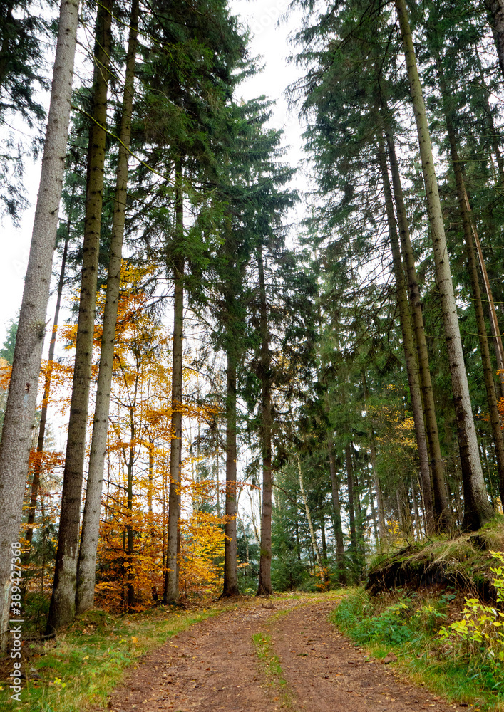 Fototapeta premium road through the forest in autumn