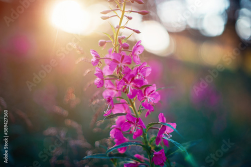Summer wild flower lupine c...
