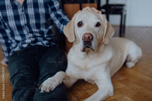 Süßer Labrador Retriever kuschelt mit seinem Besitzer im Wohnzimmer - Lifestyle Portrait von Mensch und Hund