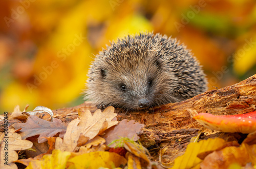Fotografia, Obraz Hedgehog (Scientific name: Erinaceus Europaeus)  Wild, native, European hedgehog foraging on a fallen log in Autumn with colourful leaves