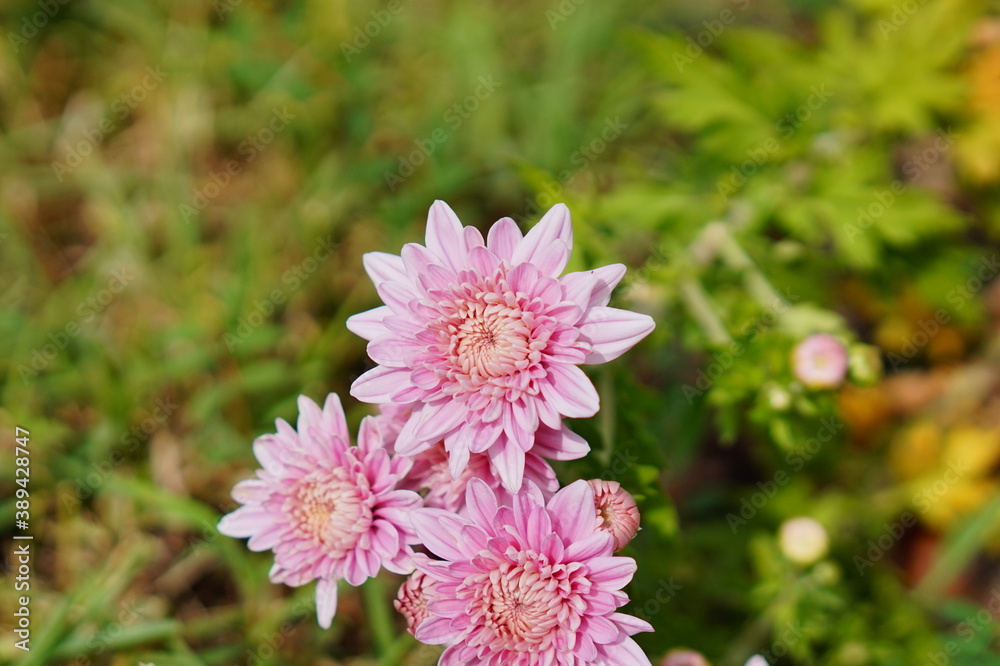 Chrysanthemum flower blossom in a garden Chrysanthemum flower blossom in a garden