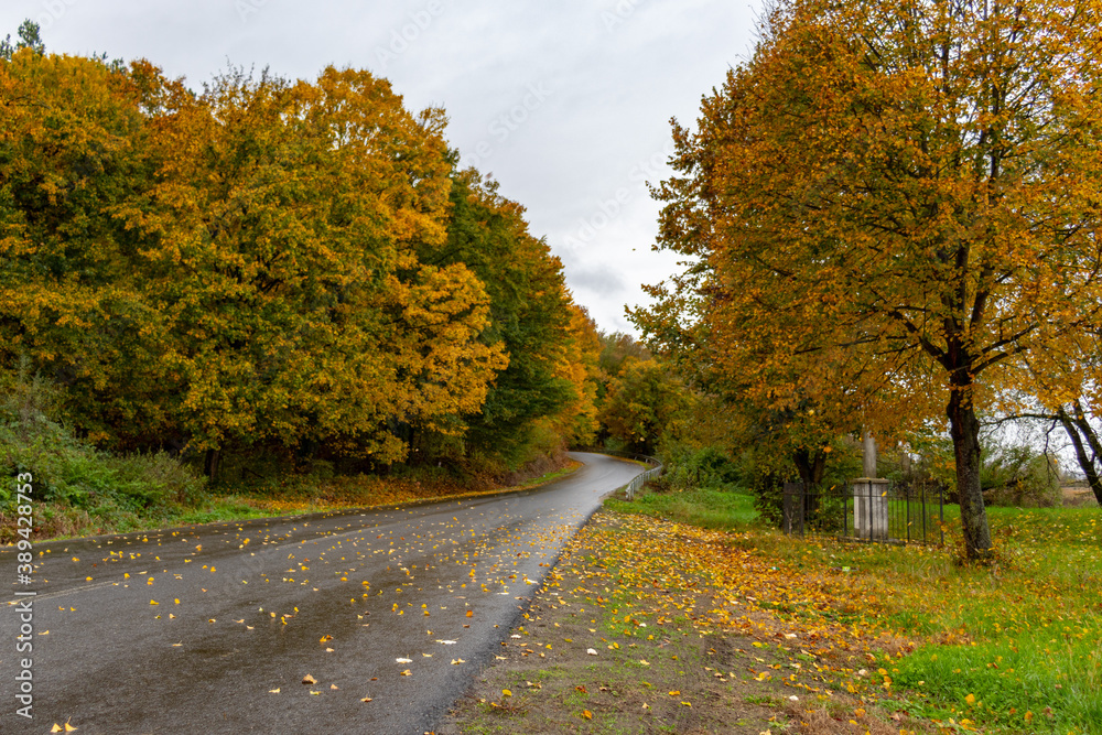 road in autumn forest road in autumn forest
