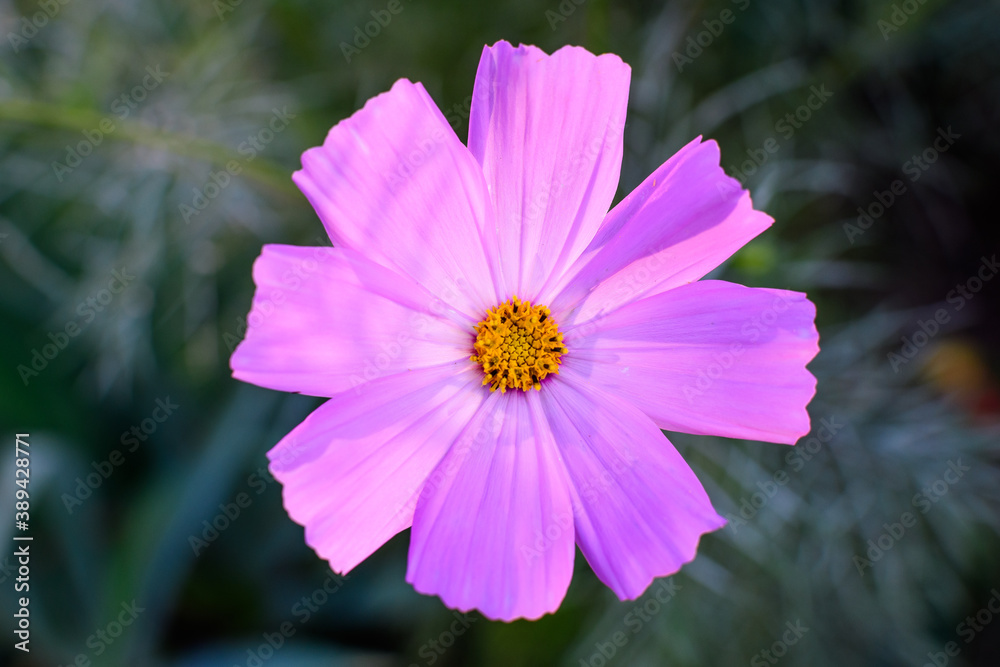 Fototapeta premium One delicate vivid pink flower of Cosmos plant in a British cottage style garden in a sunny summer day, beautiful outdoor floral background photographed with soft focus.