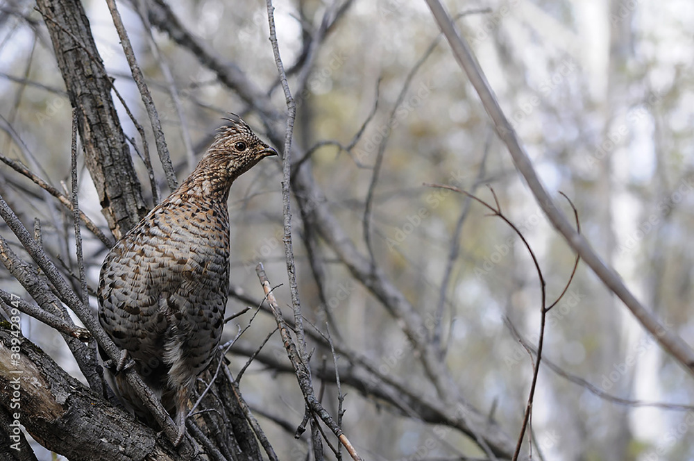 Partridge Stock Photos. Close-up profile perched on a tree branch in the forest in the autumn season displaying brown feathers plumage in its environment and habitat. Autumn season partridge. Partridge Stock Photos. Close-up profile perched on a tree branch in the forest in the autumn season displaying brown feathers plumage in its environment and habitat. Autumn season partridge.