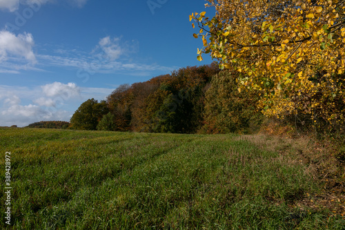 Feld mit Gras am Knick und Wald im Herbst