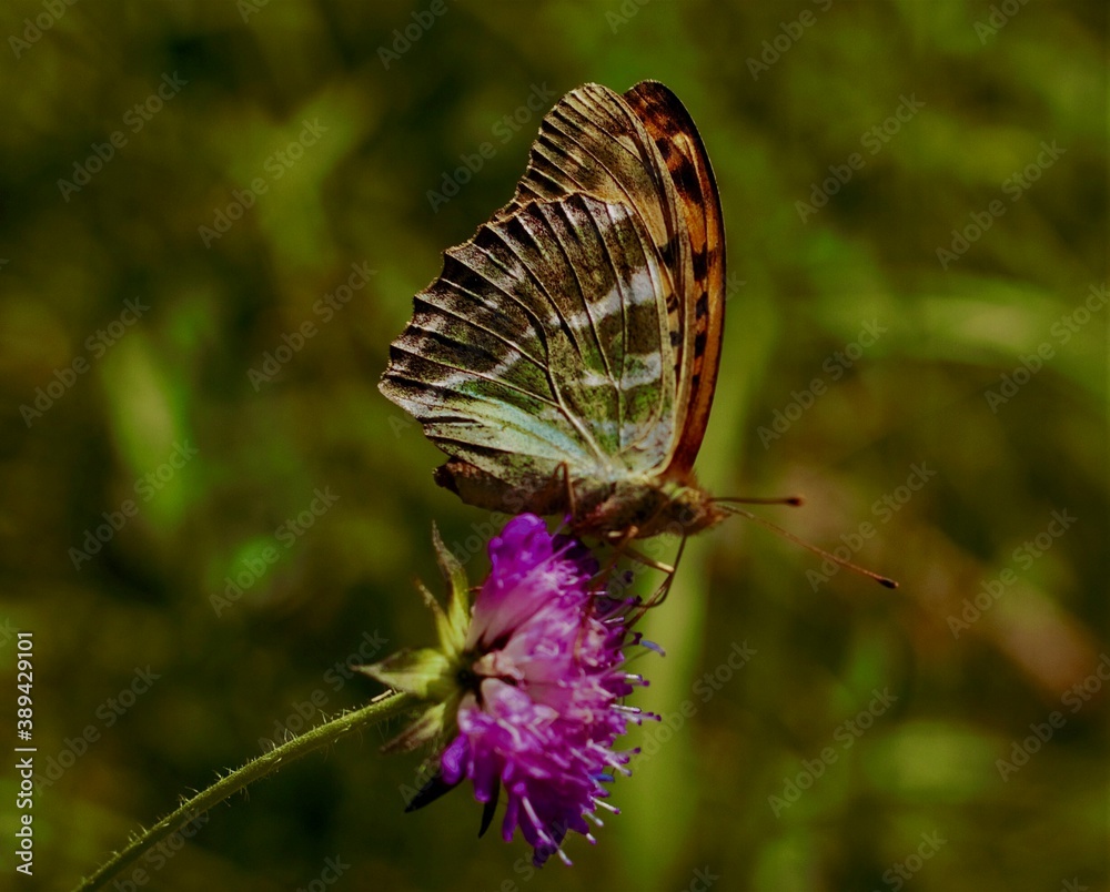 Fototapeta premium Бабочка 