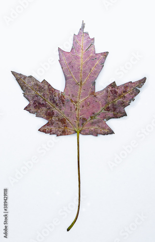 autumn maple leaf back