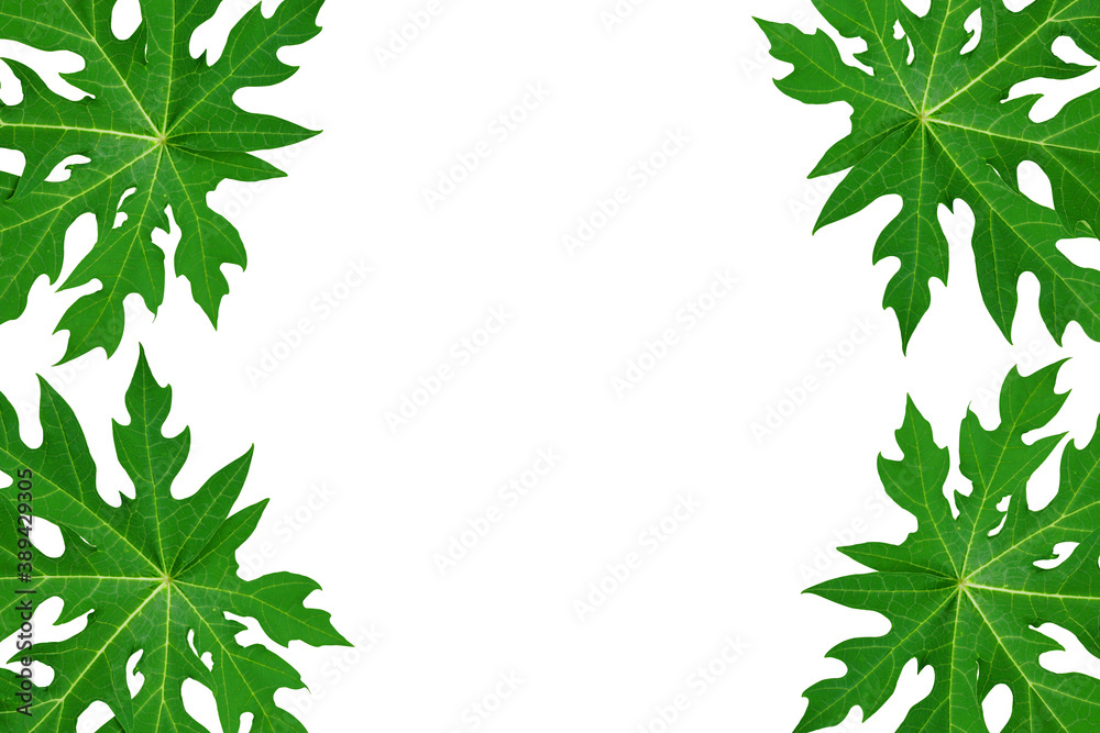 Fototapeta premium the green papaya leaf on white background