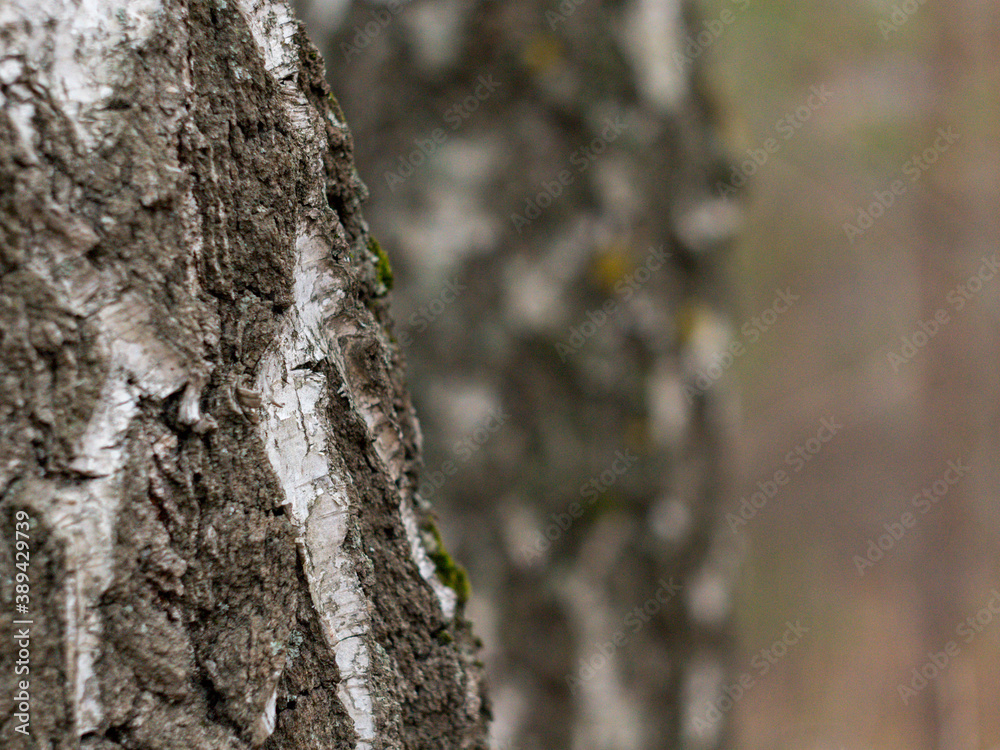 bark of a tree bark of a tree