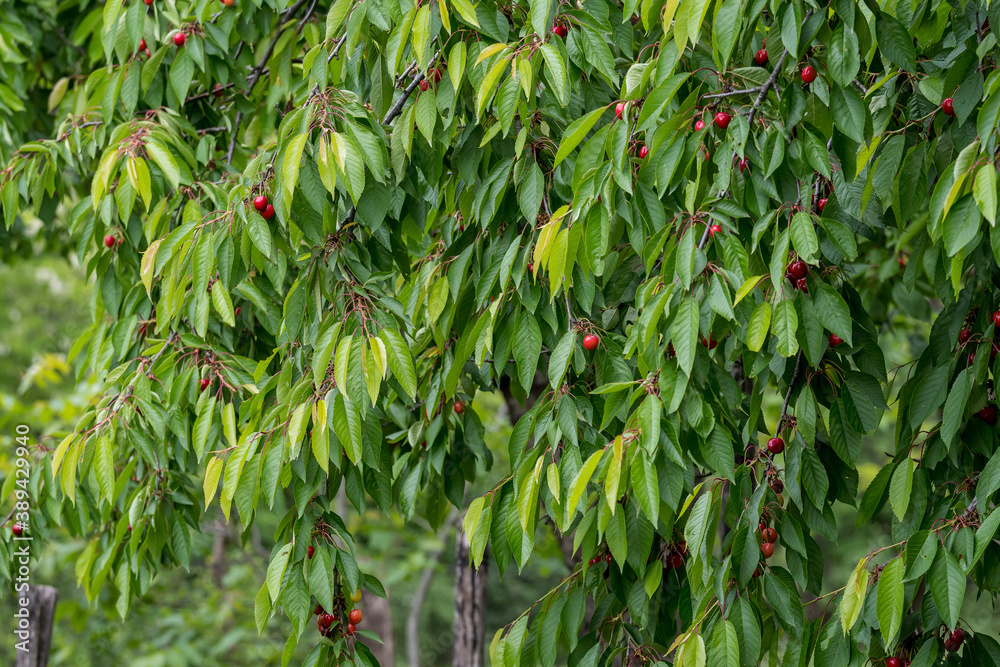 Close up of a ripe fresh red cherries and green leaves in a tree orchard in a garden in a sunny summer day, beautiful outdoor background photographed with soft focus.