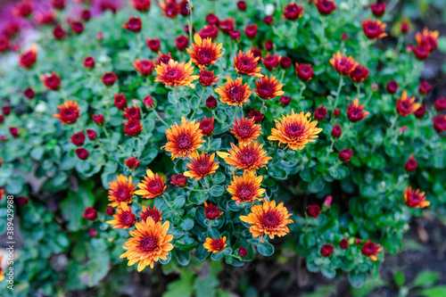 Many vivid orange Chrysanthemum x morifolium flowers in a garden in a sunny autumn day, beautiful colorful outdoor background photographed with soft focus. © Cristina Ionescu