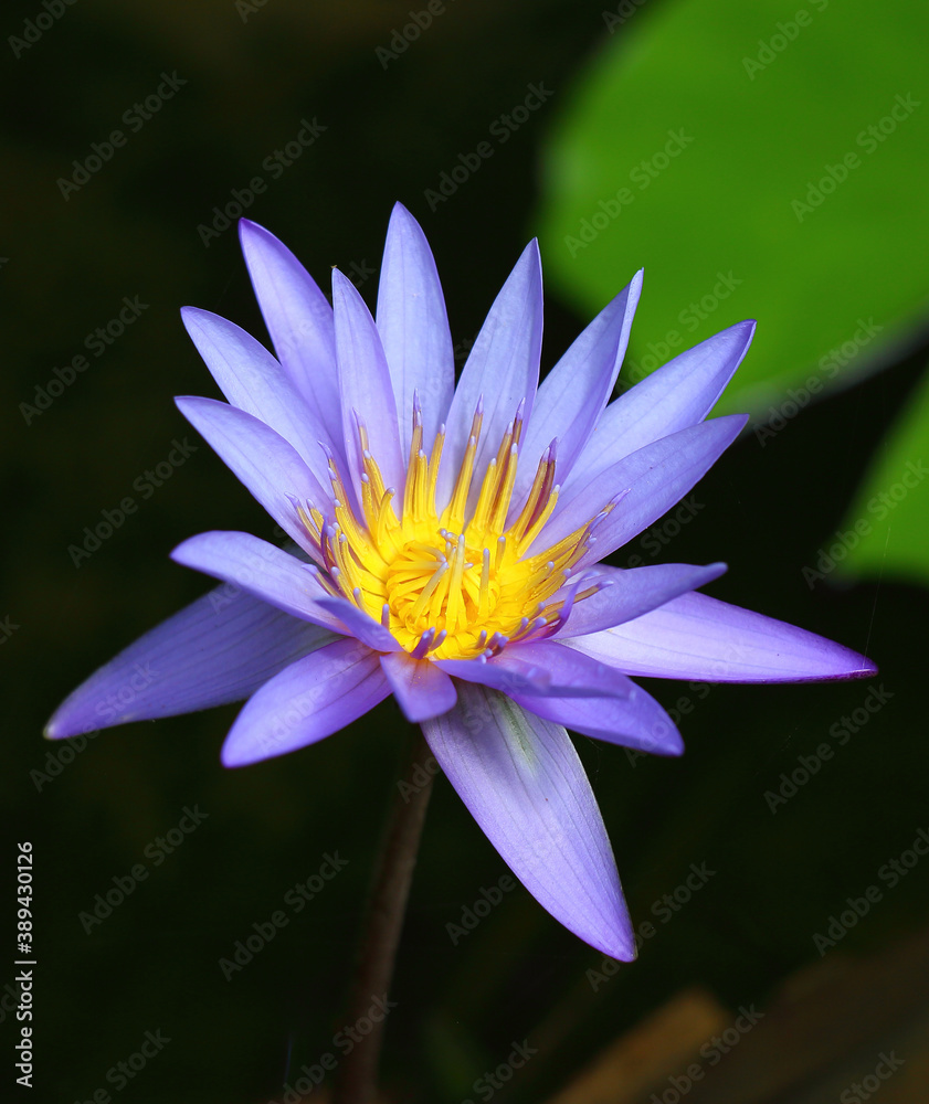 Purple waterlily flower with yellow pollen fingers Purple waterlily flower with yellow pollen fingers