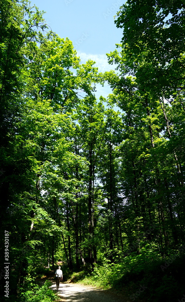 Tall green deciduous trees and forest path