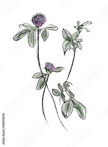Hand sketched vector vintage flower illustration Сlover