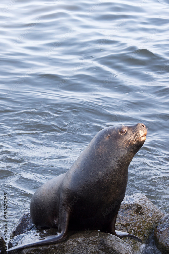 Naklejka premium A photo of a sea lion