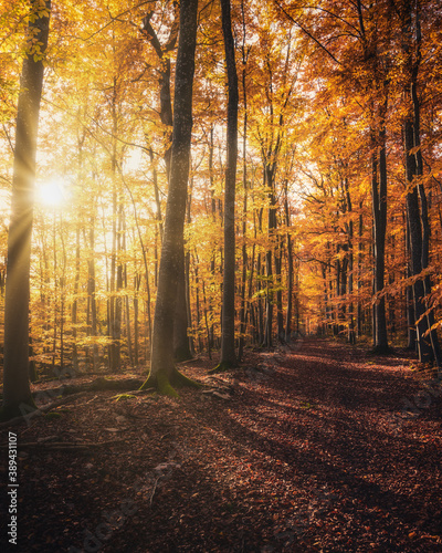 Sun shining through forest trees, beautiful autumn atmosphere, Golden Colors, Road leading through the forest © Timo Günthner
