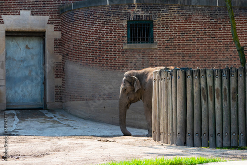 Fotografie sad elephant