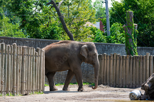 elephant