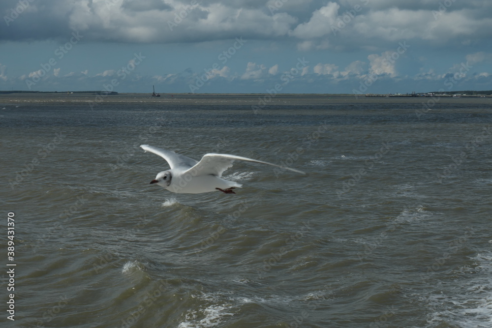 A seagull flying low over the sea, up close. A seagull flying low over the sea, up close.