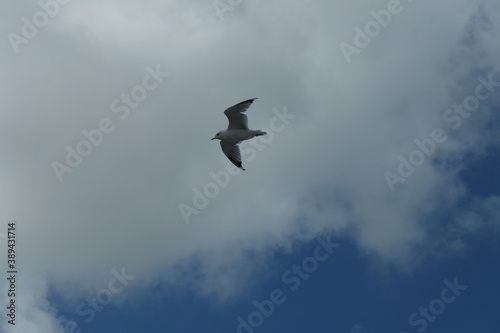 Flying seagull up close, with a dark cloudy sky in the background.