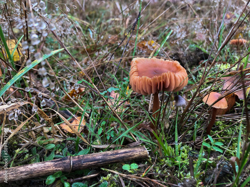 mushroom in the grass
