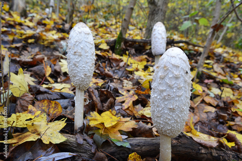 Wild mushrooms Coprinus comatus grow in the autumn forest photo