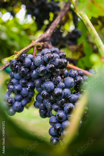 Bunch of ready and rich grapes in a close up view