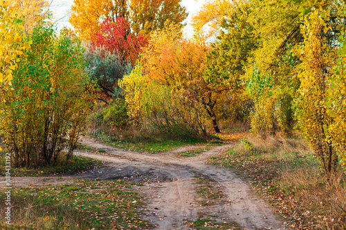 crossroads dirt road among trees and dry autumn grass