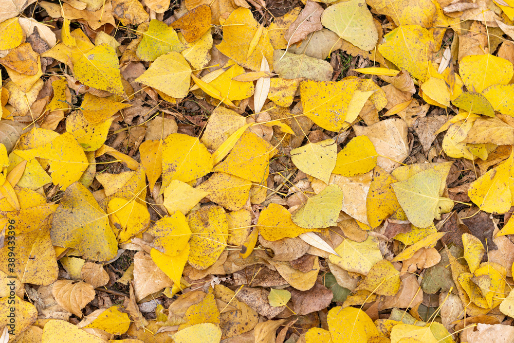 yellow autumn leaves on the ground