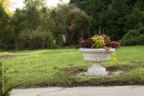 A colorful blooming Coleus in an abandoned park.