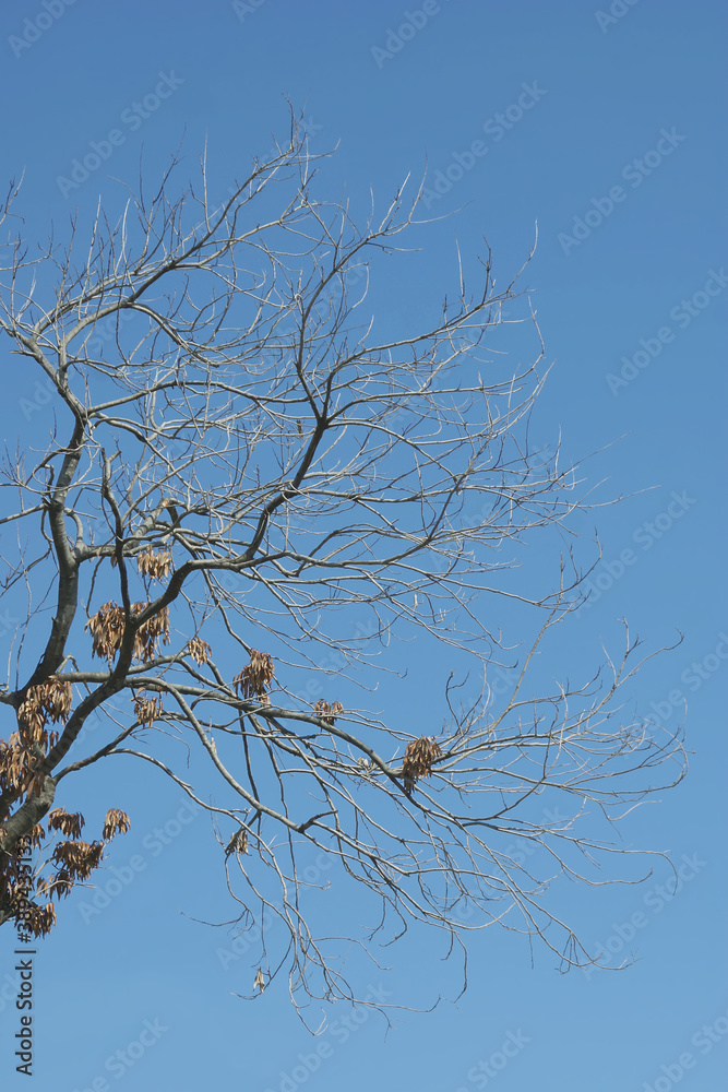 Obraz premium Old Dead Leafless Standing Tree against Blue Sky