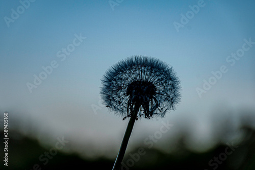 Pusteblume