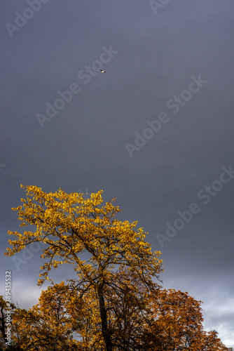 Wallpaper Mural Yellow treetop and a bird with a storm sky